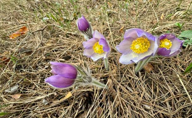 Сон-трава. Фото: Дарницьке ЛПГ