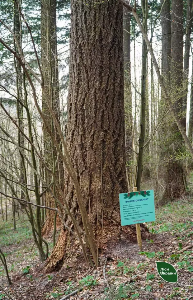 Дерево зростає в Ужгородському надлісництві в урочищі Розтоки.