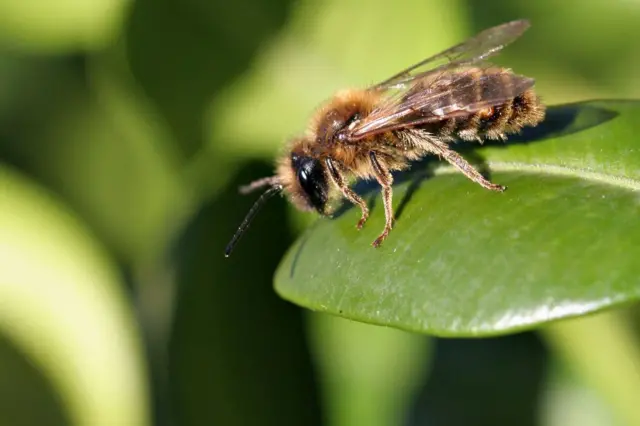 Підпис до фото,Медоносна бджола (Apis Mellifera)