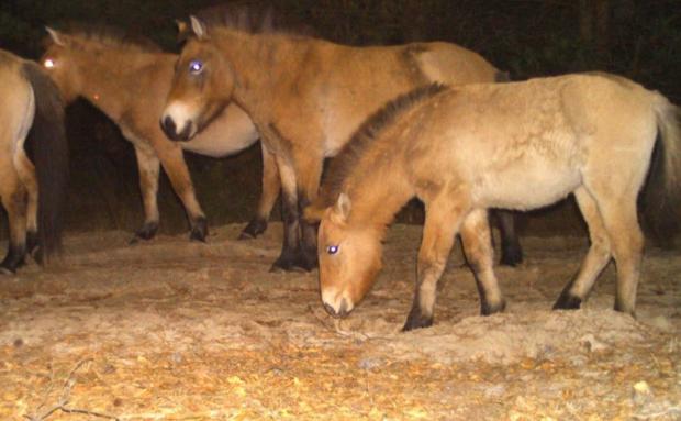 Стадо коней Пржевальського у заповіднику Чорнобиля. Фото: Олександра Музиченка та Сергія Жили