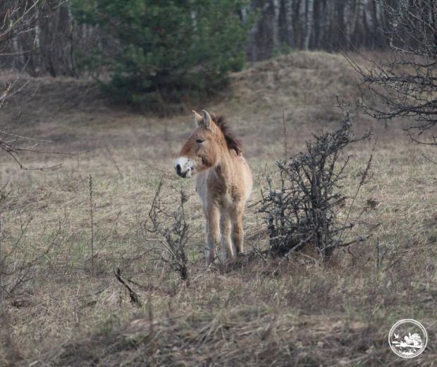 Маленьке лоша народилось у люту зиму.