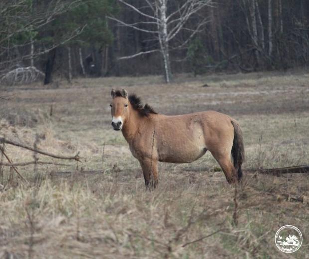 Коні Пржевальського витримали зиму у заповіднику на ЧАЕС.