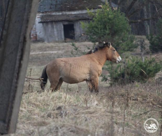 Вагітна кобила Пржевальського у Чорнобилі.