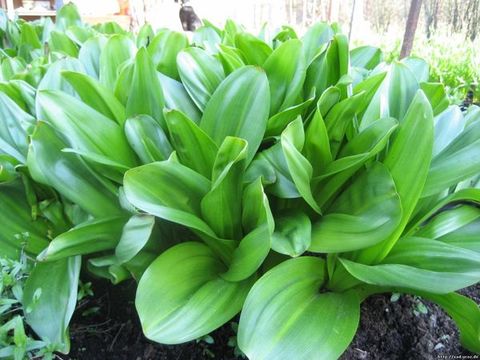 Пізньоцвіт. Фото: Вікіпедія.