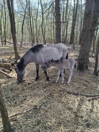 Лоша тарпана з мамою