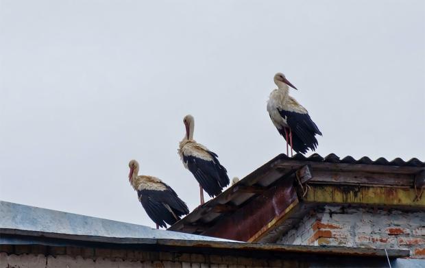 Не через радіацію. Чому насправді з Чорнобильської зони зникли голуби і білі лелеки