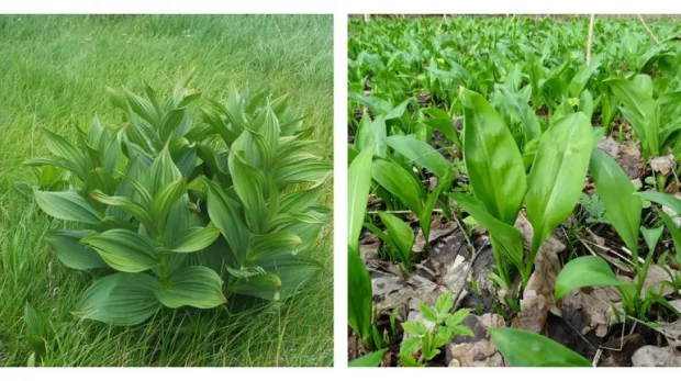 Чемериця (ліворуч) та черемша (праворуч)