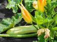 Дачникам на замітку! Не садіть це поруч із кабачками - урожай розчарує