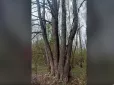Пальці велетня: У лісі на Волині росте унікальне дерево з сімома стовбурами (відео)
