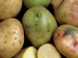 Варто знати! Чим небезпечна зелена картопля для організму людини