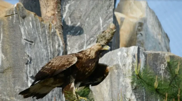 Великий бурий птах сидить на світлих кам'янистих утвореннях