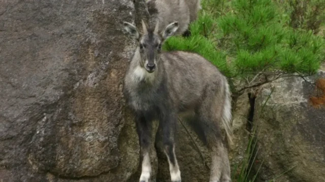 Молодий гірський козел стоїть біля каменя, поруч - зелені кущі.