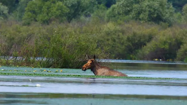Лось пливе в озері, оточеному пишною зеленню.