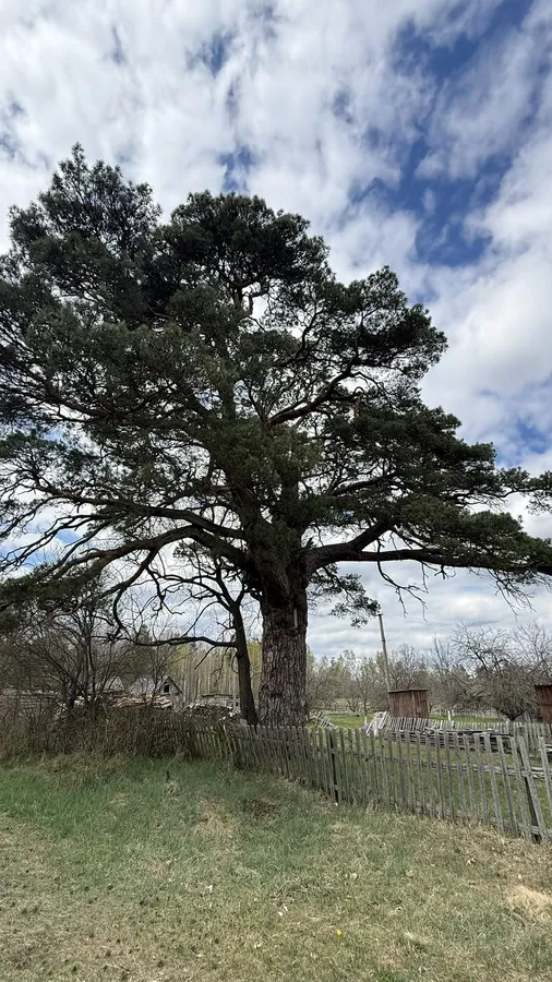 Сосна, якій 450 років