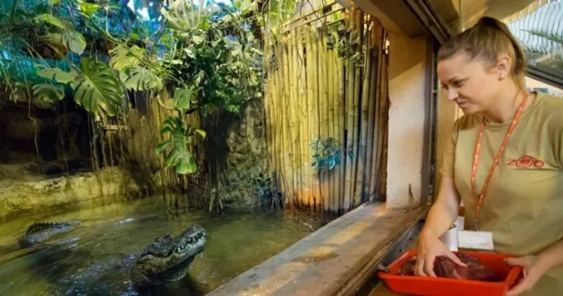 Алігаторка Марта. Фото: Zoo Płock