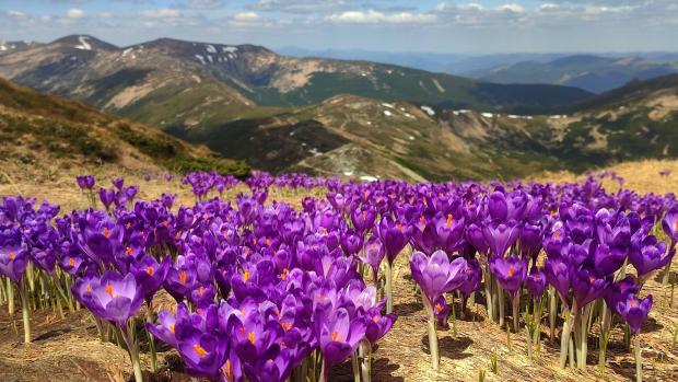 Крокуси вкрили карпатські полонини фіолетовим килимом