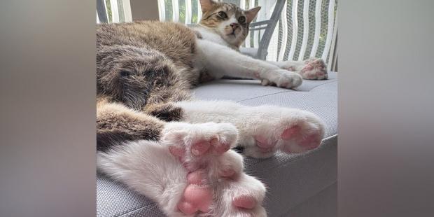 У кота Тобі — полідактилія