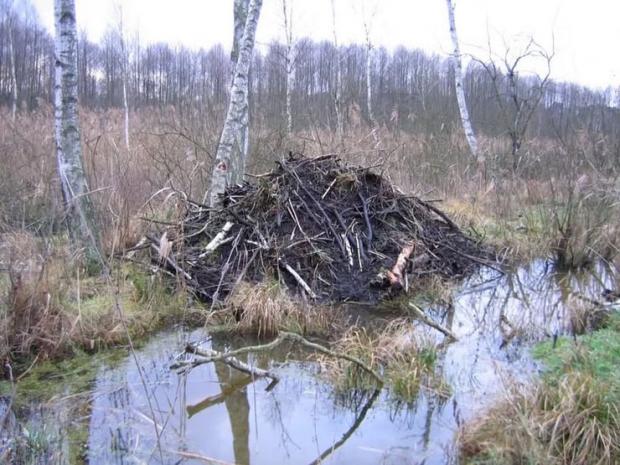 Боброва хатка поблизу будинку, де оселився крадій. Фото: Facebook