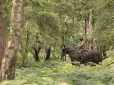 Назад у минуле? Британська армія випробовує коней у камуфляжі для розвідувальних місій, - Telegraph