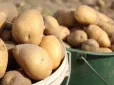 Не вся картопля однакова: Які сорти найкраще підходять для різних страв