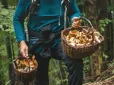 Пішов по гриби й потрапив під кулю: На Львівщині розслідують стрілянину в лісі