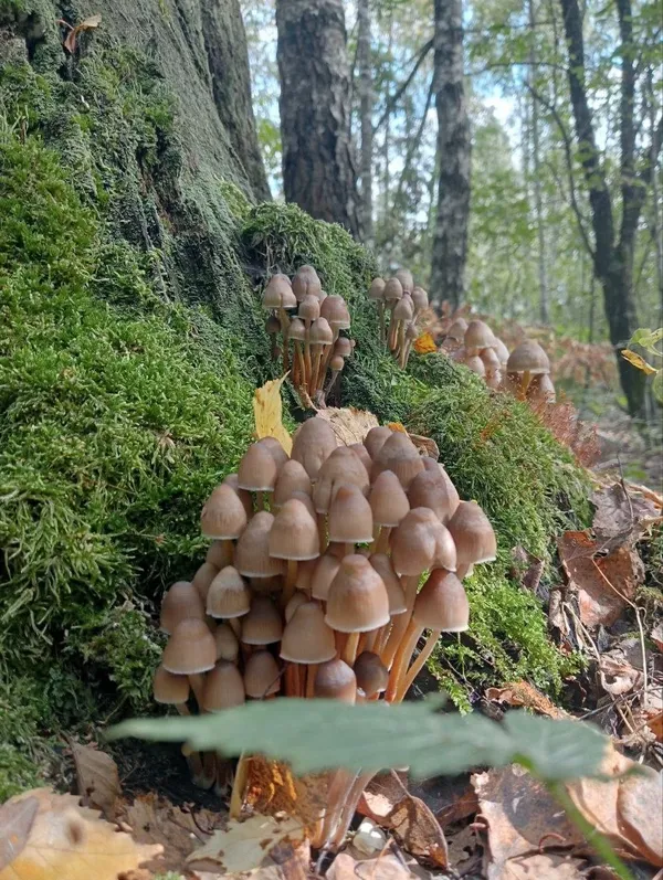 У лісах Полісся на старому дереві виросли капелюшки фей (фото)