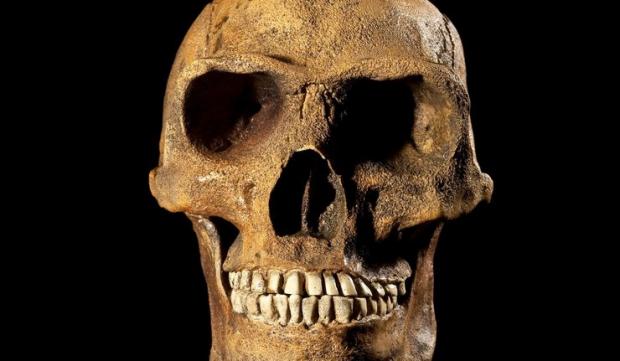 Один із раніше виявлених черепів Homo erectus