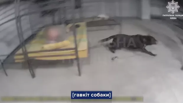 Собака бійцівської породи був без намордника