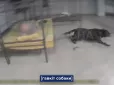 У Києві поліцейські підстрелили собаку в укритті, яка не пускала людей всередину, при повній бездіяльності господаря. Зоозахисники обурені